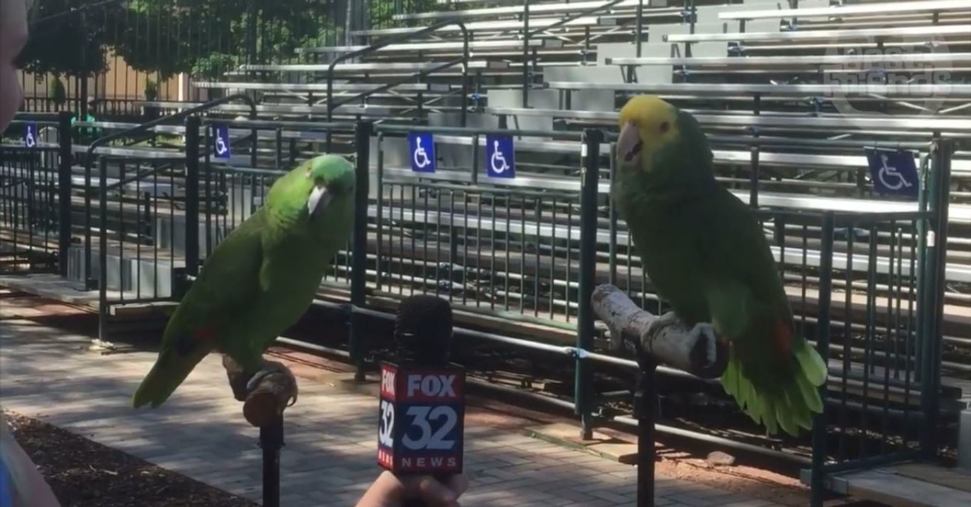 Ces deux perroquets se mettent à chanter en pleine interview