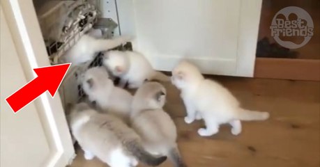 Ces petits chatons adorent fouiller dans le placard