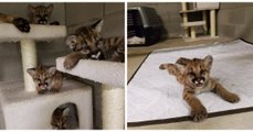 Ces quatre bébés cougars étaient abandonnés en pleine nature...