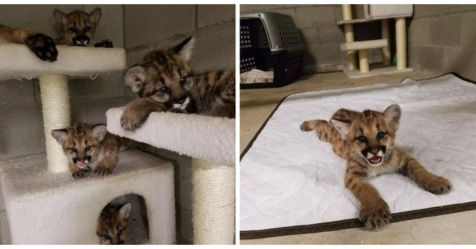 Ces quatre bébés cougars étaient abandonnés en pleine nature...