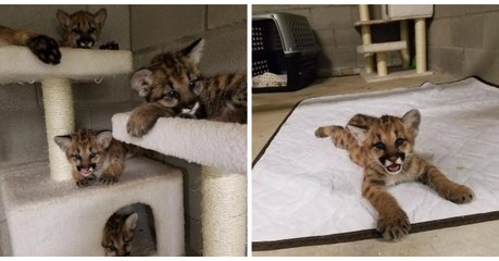 Ces quatre bébés cougars étaient abandonnés en pleine nature...