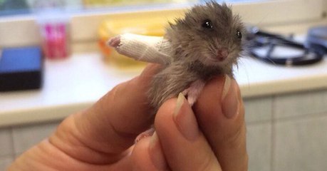 Avec son mini plâtre, ce petit hamster à la patte cassée va vous faire fondre !