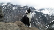 Cet homme perdu dans les montagnes suisses est sorti d'affaire en suivant... un chat