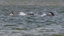 Une nouvelle photo porte à croire que le monstre du Loch Ness est bien vivant !