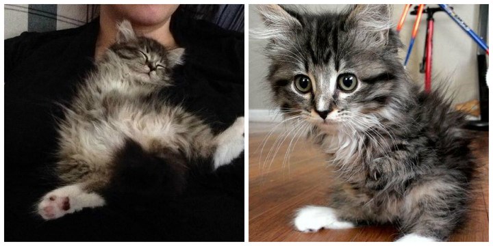 Cette chatte n'a que deux pattes mais beaucoup d'amour à donner