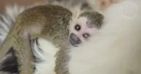 Rejeté par sa mère, ce bébé singe été recueilli par une chatte au grand coeur