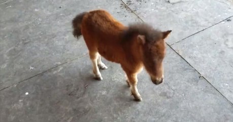 Ce mini cheval trop mignon court après son propriétaire !