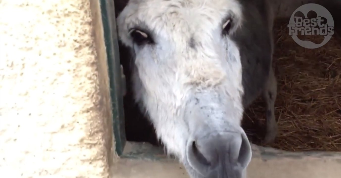 Cet âne adore promener ses amis chats sur son dos