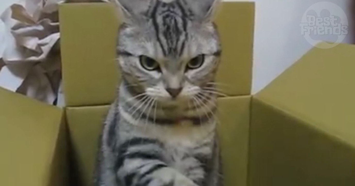 Ce chat a un réflexe vraiment très drôle avec son carton
