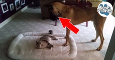 Ce chien veut récupérer son lit occupé par son compère chat !