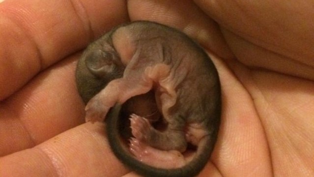 Il trouve un petit animal inoffensif qui semble être mal en point. Mais peu de temps après...