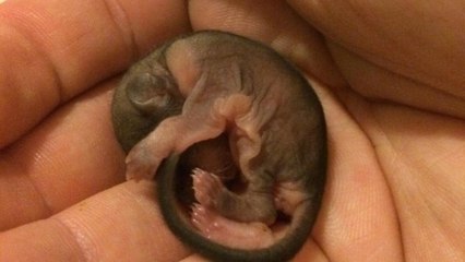 Il trouve un petit animal inoffensif qui semble être mal en point. Mais peu de temps après...