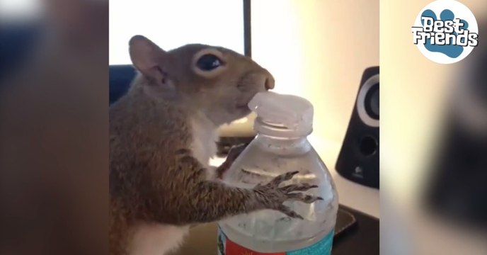 Cet écureuil sait comment ouvrir les bouteilles d'eau quand il a soif