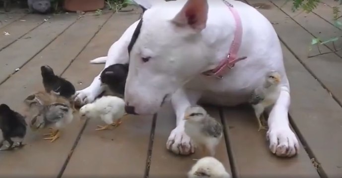 Cette chienne est devenue très amie avec une famille de petits poussins