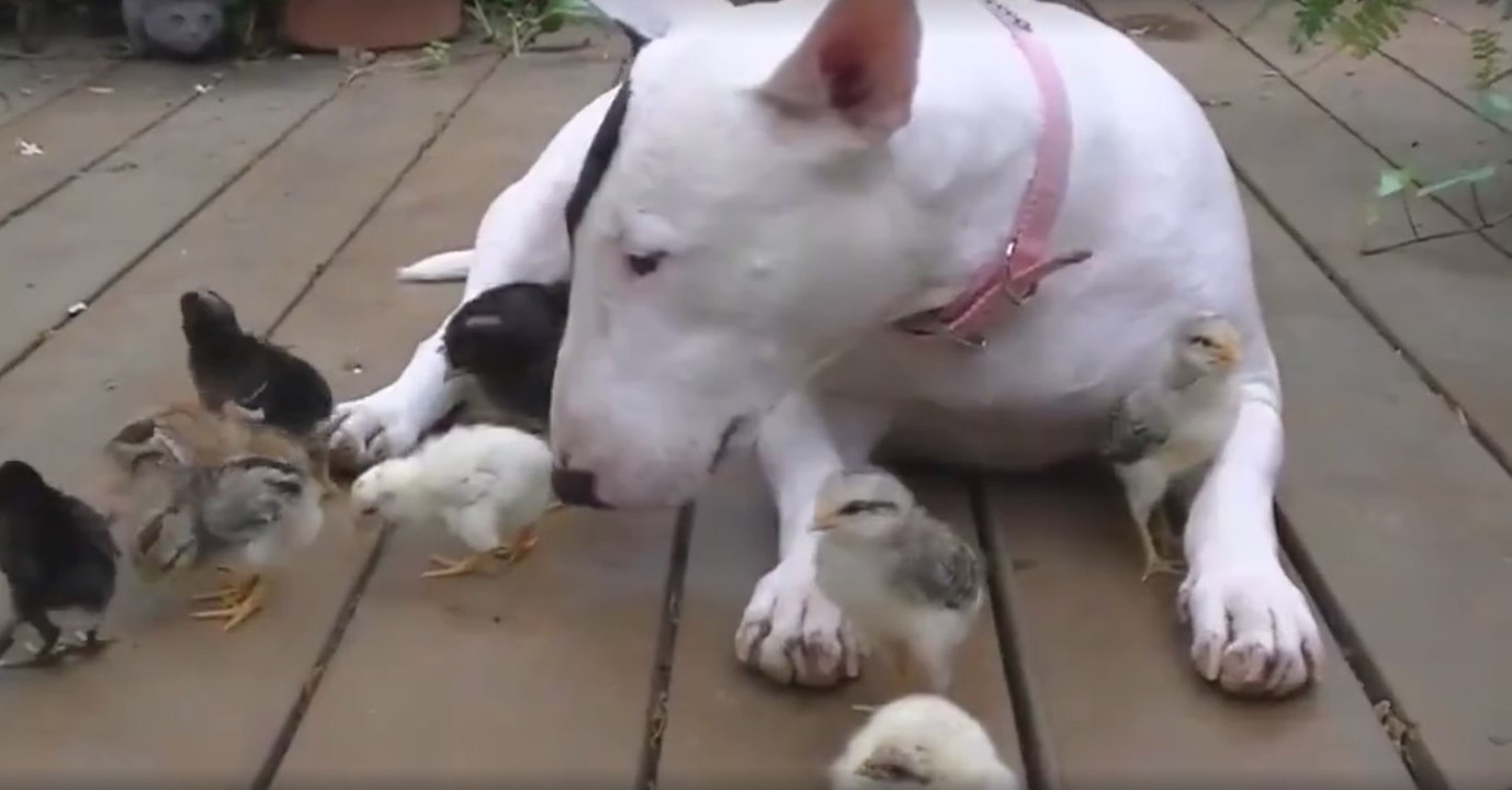 Cette chienne est devenue très amie avec une famille de petits poussins