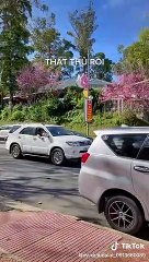Nhà nhà người người kéo nhau lên Đà Lạt: nhúc nhích từng chút một