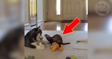 Ce petit husky et son ami furet s'amusent comme des fous