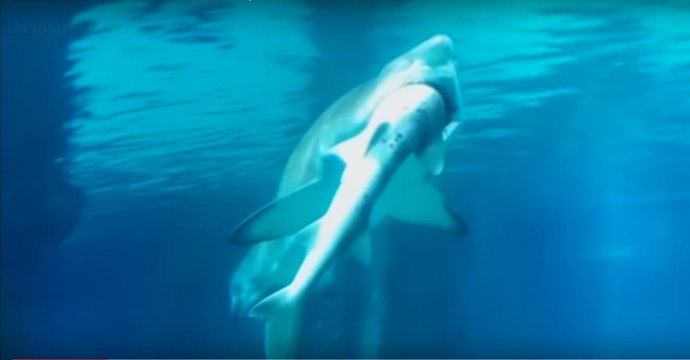 Dans un aquarium, les visiteurs ont aperçu ce grand requin en train d'avaler... un autre requin !