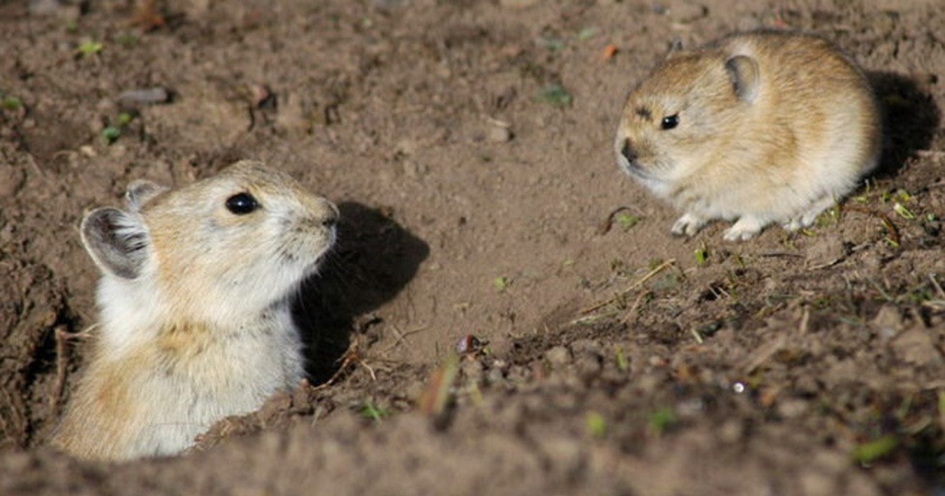 Cet adorable petit rongeur est sur le point de disparaître