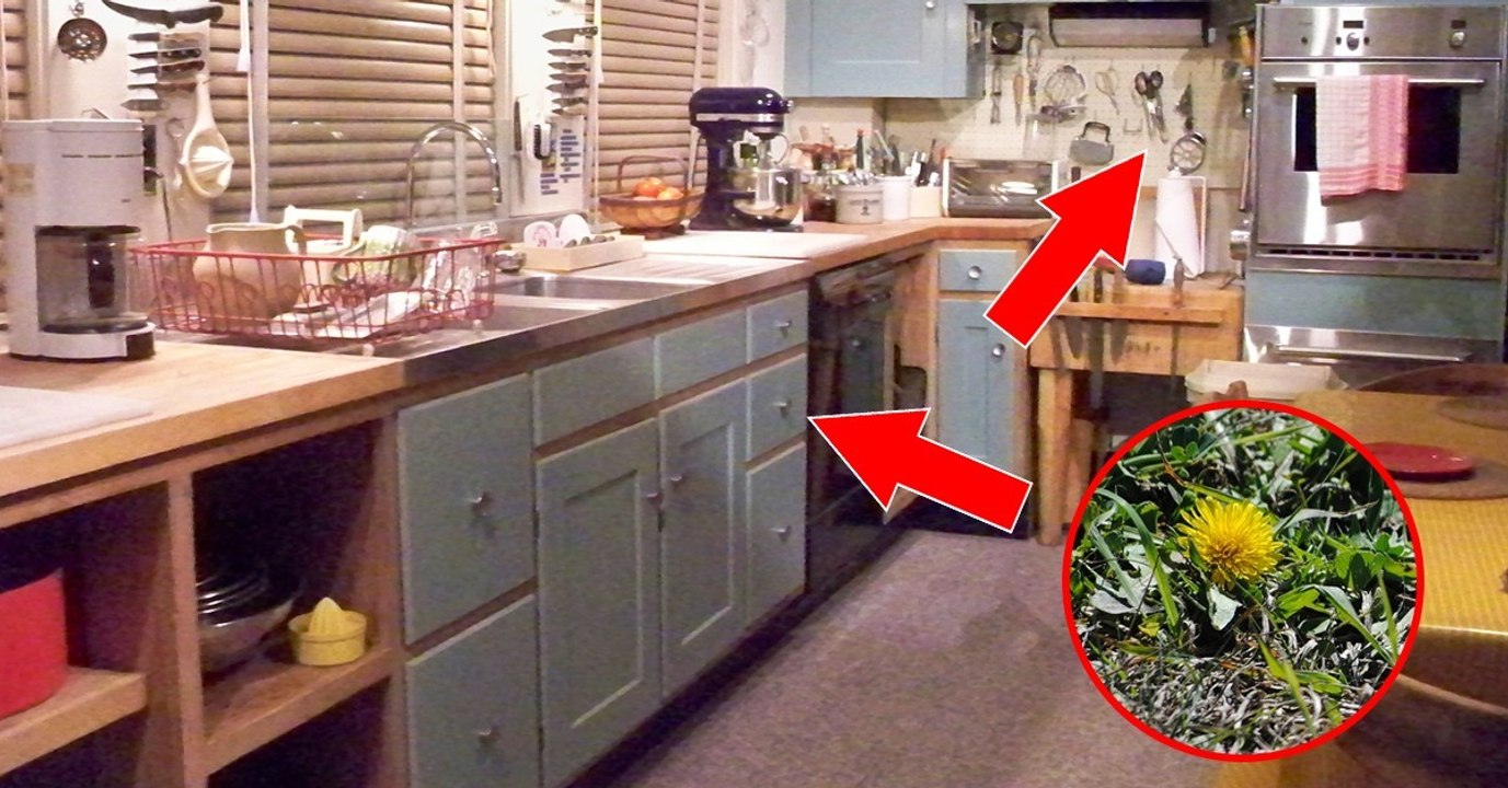 Löwenzahn im Garten: Diese Werkzeuge aus der Küche helfen