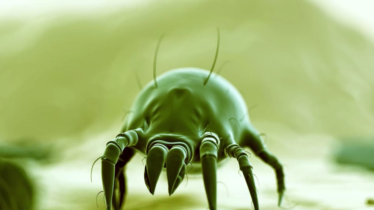 Une créature n'ayant jamais eu de rapports sexuels découverte par des scientifiques