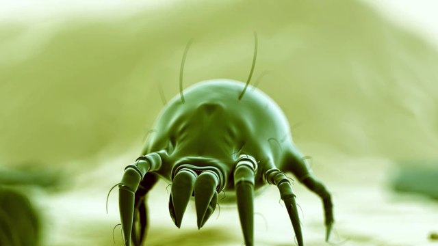 Une créature n'ayant jamais eu de rapports sexuels découverte par des scientifiques