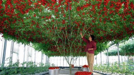Octopus Tomato Tree: Die Pflanze, die alle Rekorde bricht