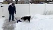 Man Shovels Snow So Border Collie Can Play