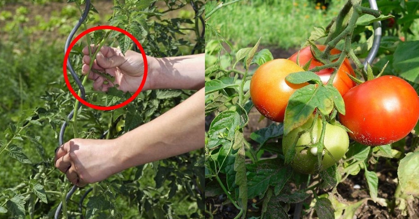 Tomaten ausgeizen: Wie funktioniert das?