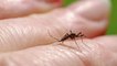 Moustiques : qu'est-ce que l'encéphalite équine de l'Est, maladie mortelle transmise par ces insectes ?