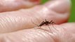 Moustiques : qu'est-ce que l'encéphalite équine de l'Est, maladie mortelle transmise par ces insectes ?