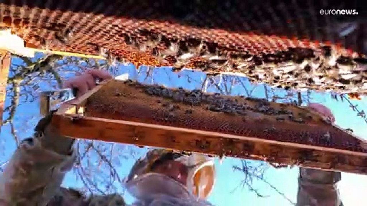 Honig aus Georgien: Der weite Weg Europas zum langen Bienen-Rüssel