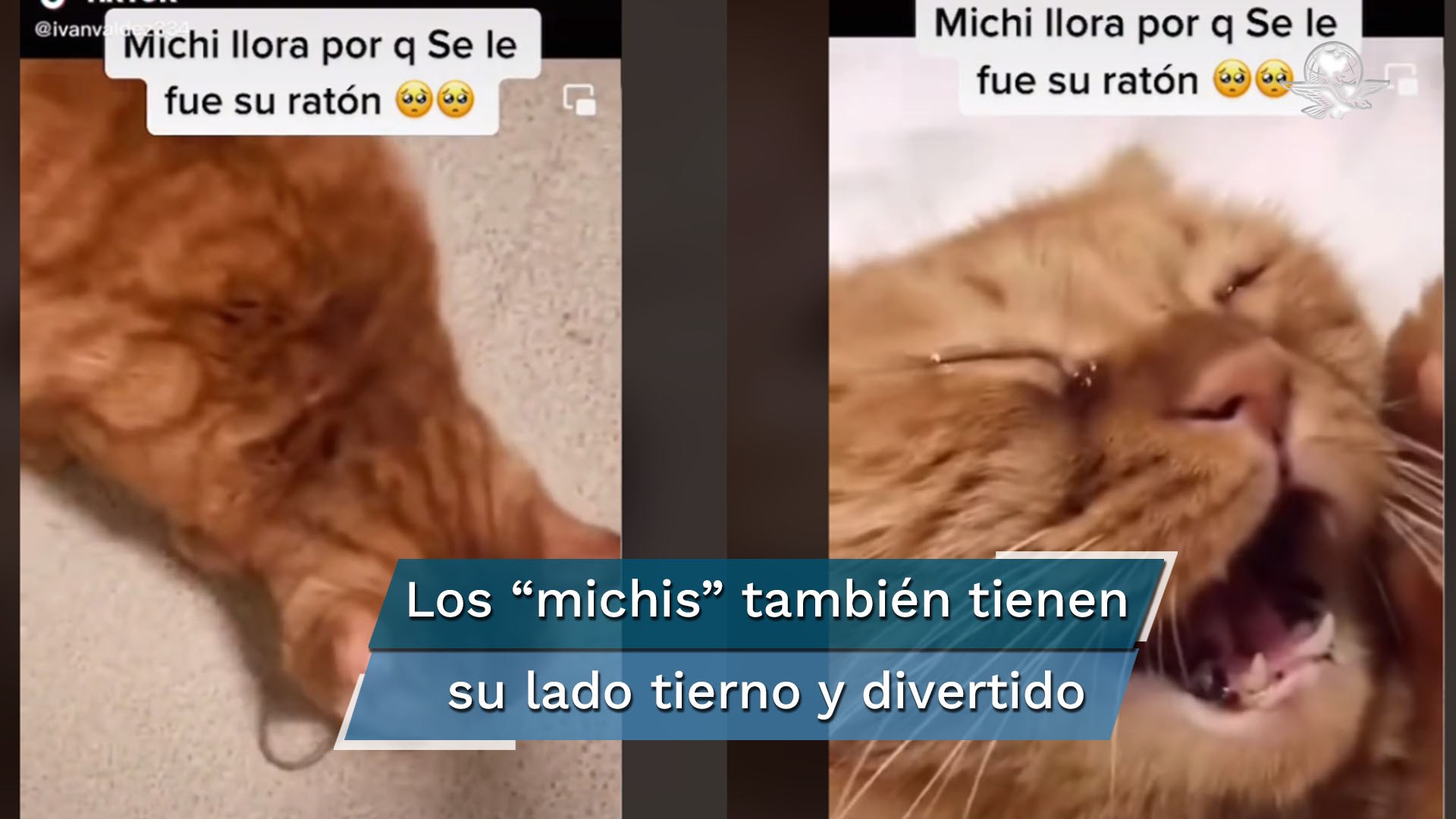 Video de gato que llora porque se le escapó su ratón es viral en TikTok -  Vídeo Dailymotion