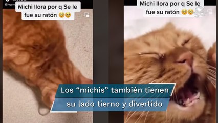 Video de gato que llora porque se le escapó su ratón es viral en TikTok