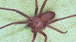 Araignée recluse : que risquez-vous si vous vous faites mordre par cette espèce ?