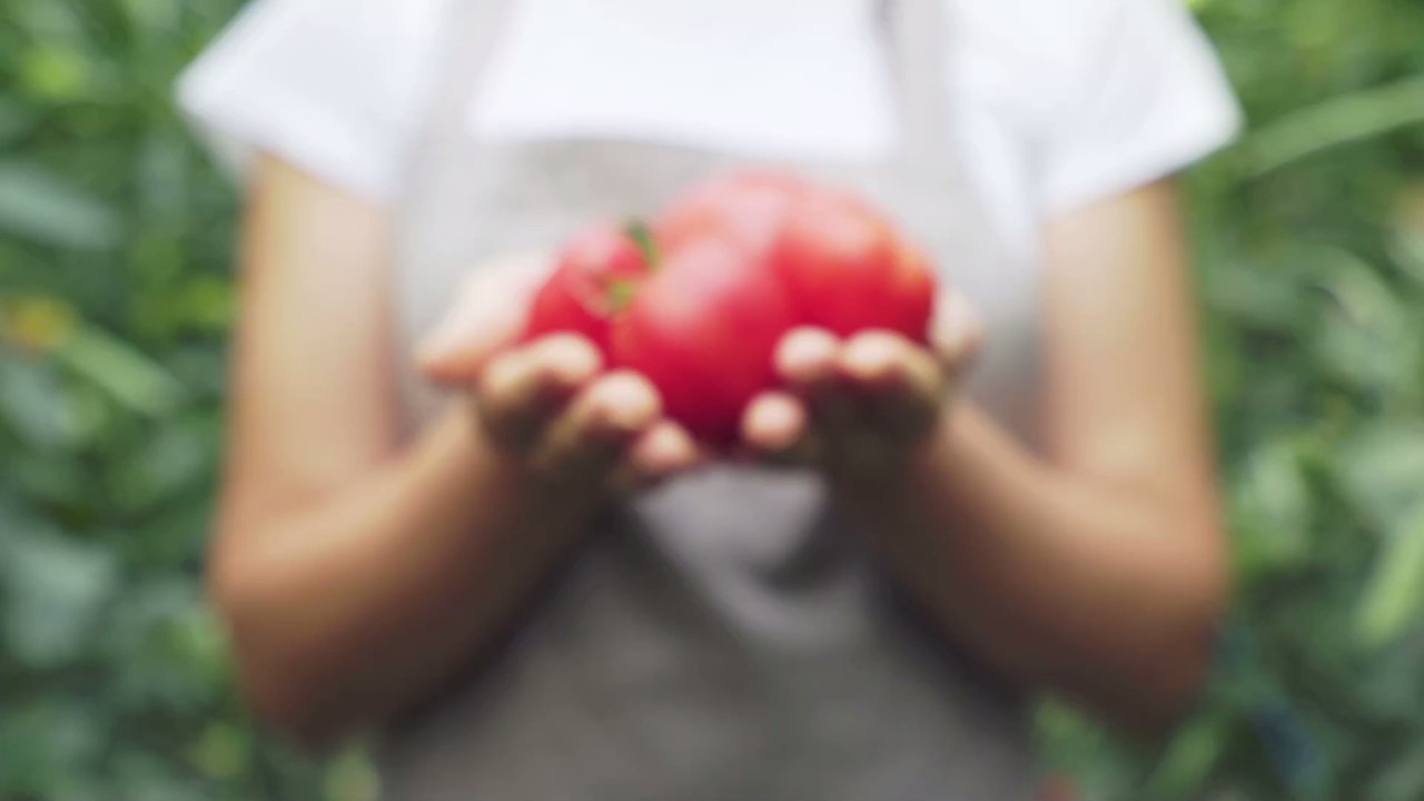 Richtige Lagerung: Gehören Tomaten in den Kühlschrank oder nicht?