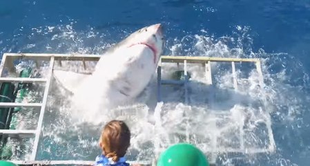 Weißer Hai bedroht Taucher in Käfig