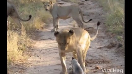 Les animaux ont-ils le sens de l’humour ?
