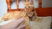 Cat Dad Paws at Owner Trying to Pet Kitten