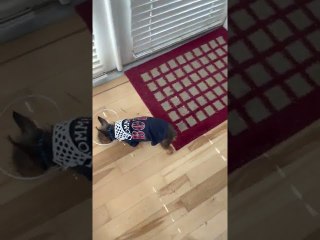 My Dad’s Terrier is Blind, so I 3D Printed Him this Doggieshield