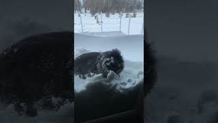 Who Needs a Snow Blower When You Have a Cat?