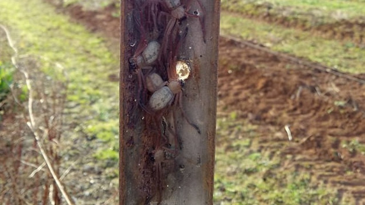 Touristen machen in Australien eine unliebsame Begegnung