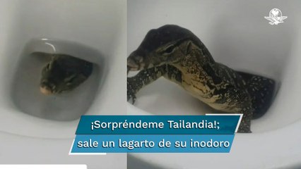Turistas graban a lagarto saliendo de su inodoro en hotel