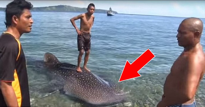 Tourist aus Russland rettet Walhai