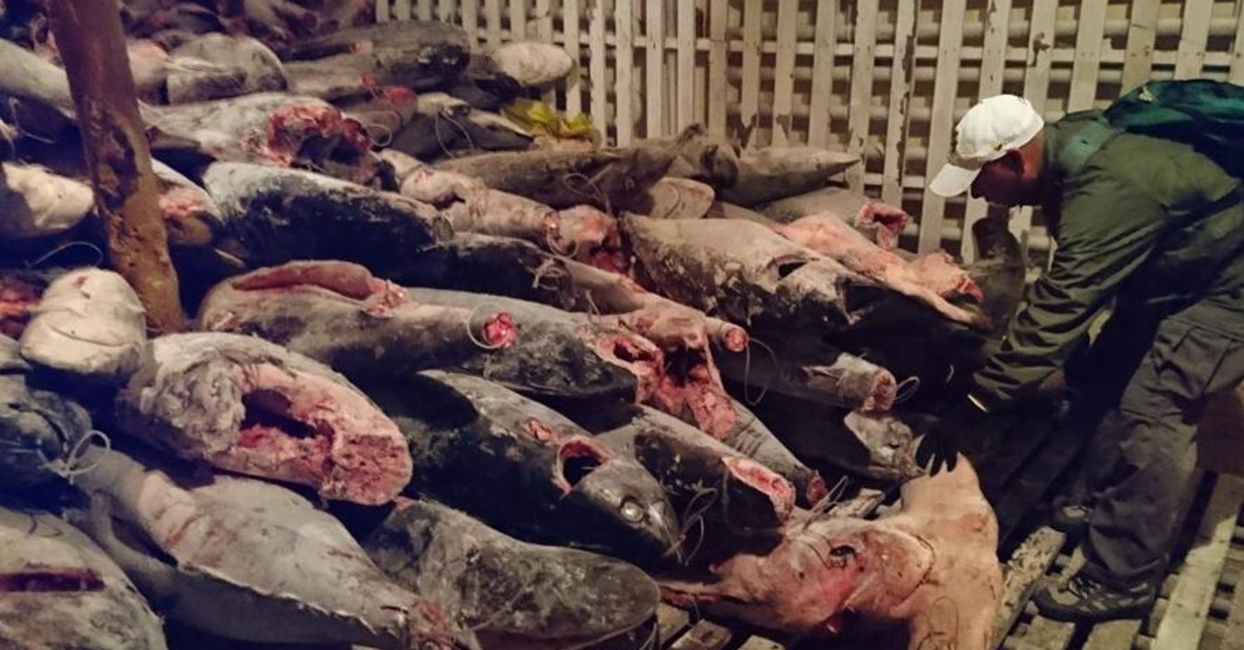 Chinesisches Schiff mit über 6000 Haien an Bord bei den Galapagos-Inseln abgefangen