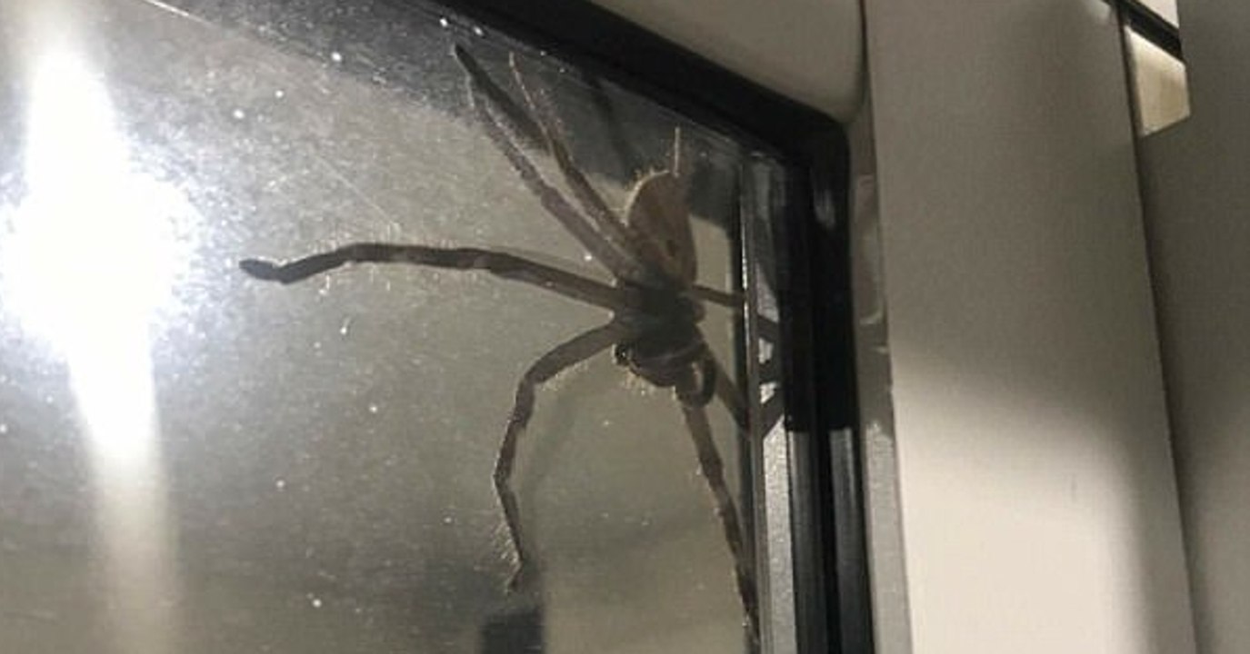 Ein Pärchen trifft in Australien auf eine riesige Spinne