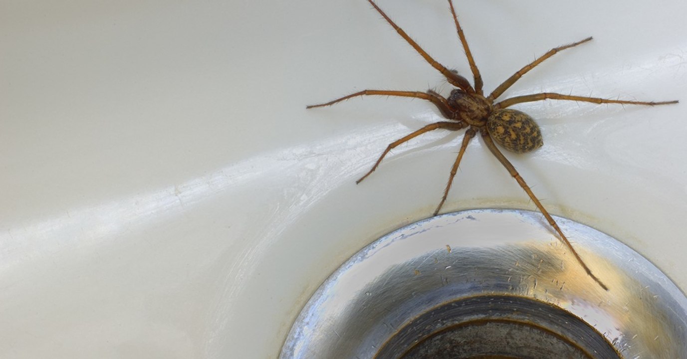 Im Herbst droht Europa eine Spinneninvasion