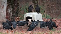 Er findet eine ausgesetzte Hündin im Wald, die schon von Geiern umkreist wird