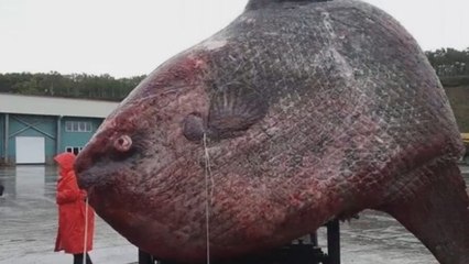 Angler fängt 1,2 Tonnen schweren Mondfisch: Die Fotos sorgen für Empörung