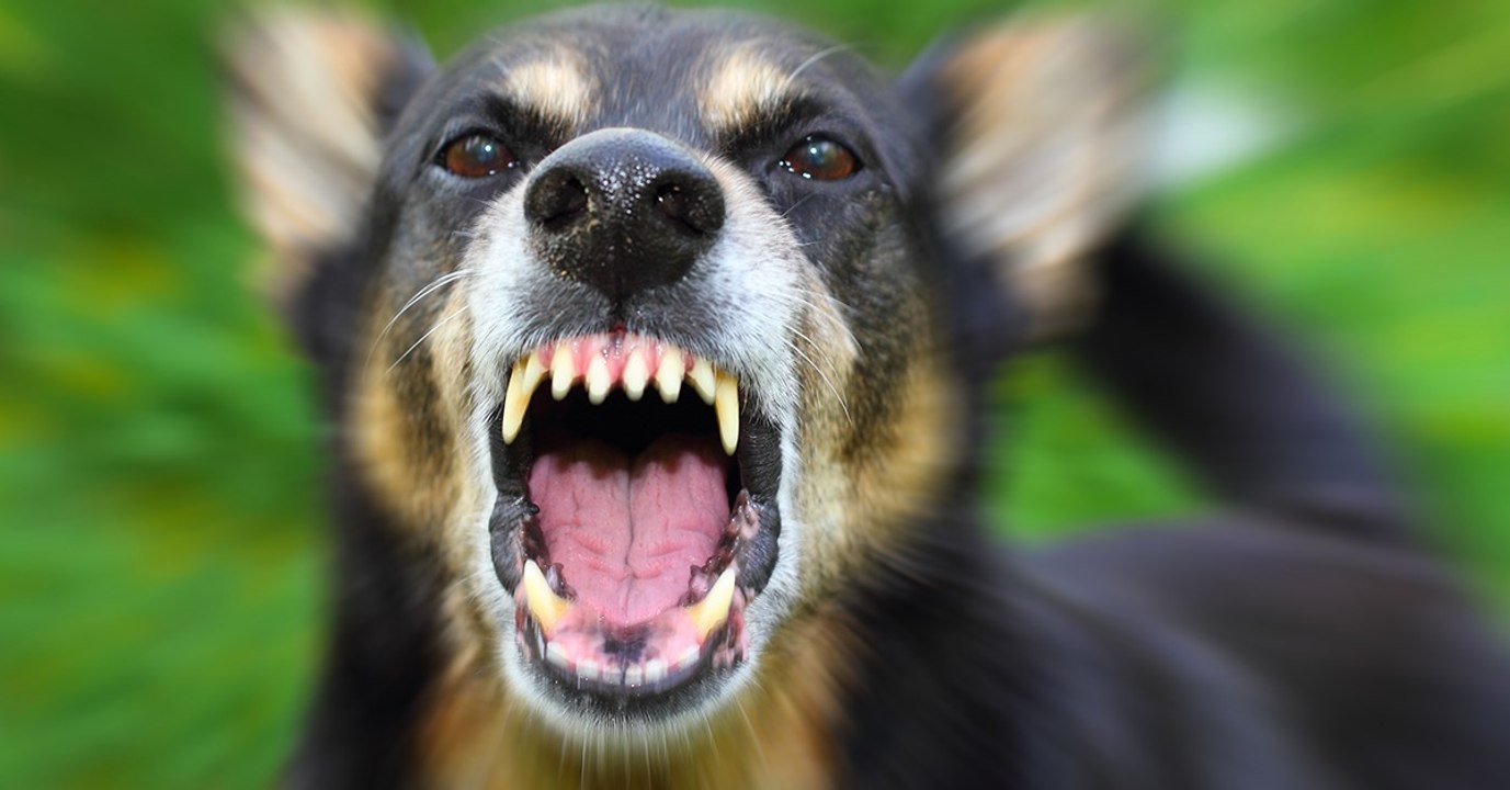 Belästigung: Hund rettet Frau